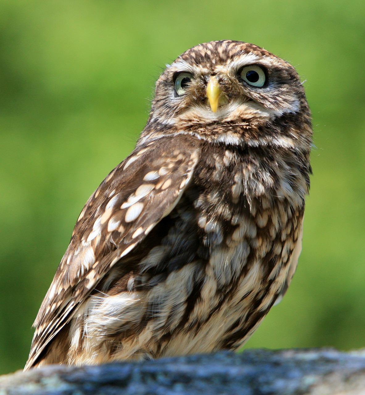 Image - owl bird animal nature little owl