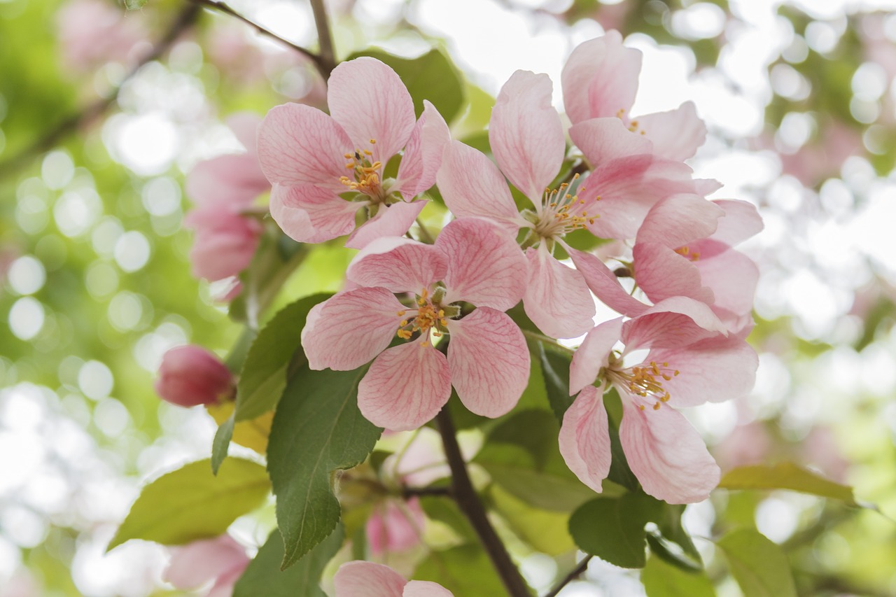 Image - apple tree flowers bloom spring