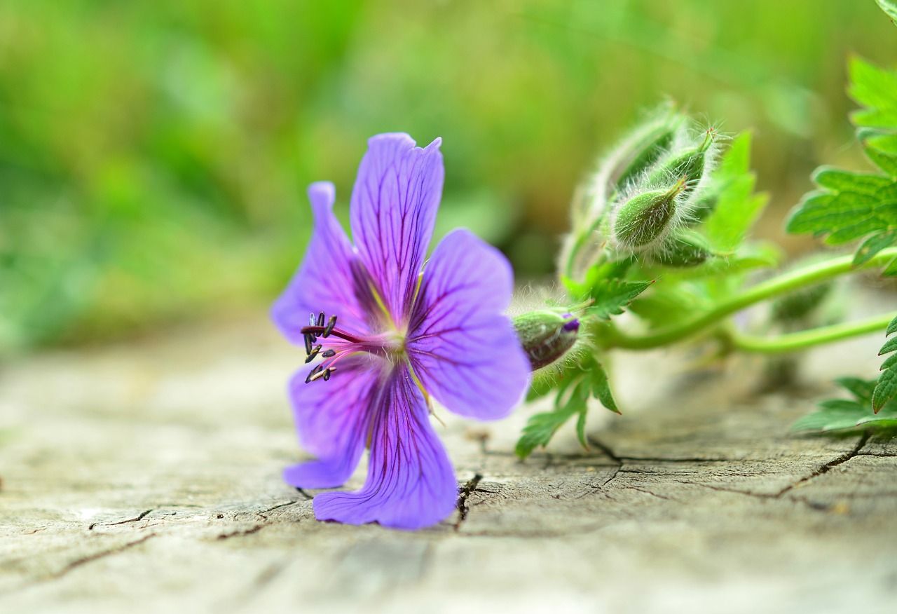 Image - cranesbill blossom bloom