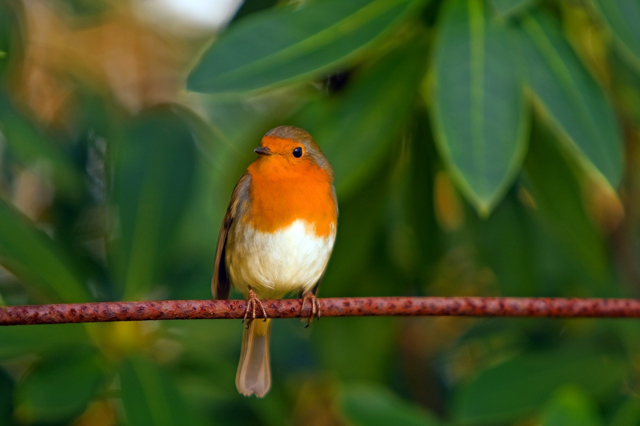 Image - robin bird red robin feathered