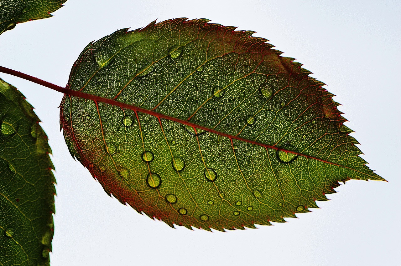 Image - rosenblatt leaf wasserperlen wet