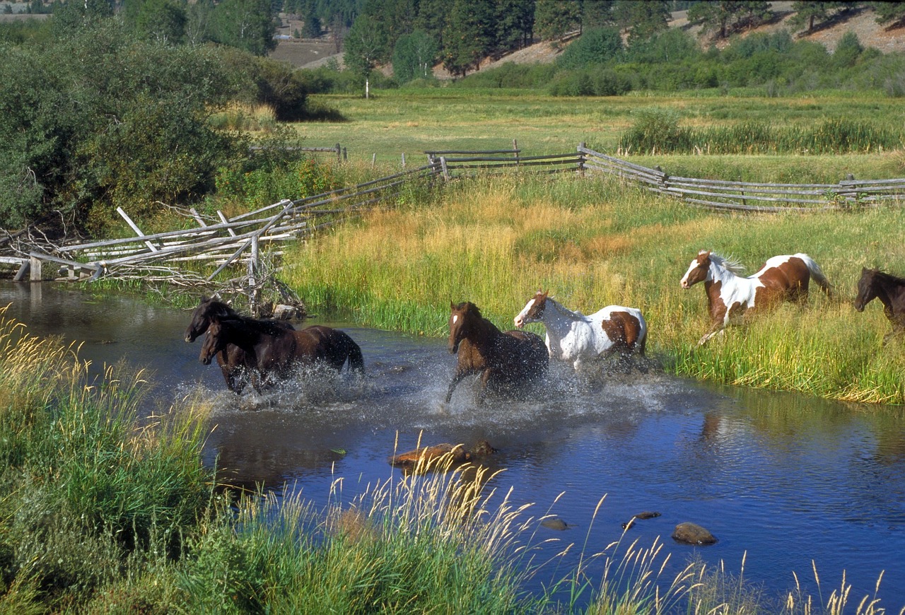 Image - horses running ranch stream water