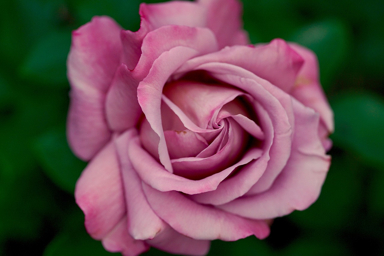 Image - rose pink nature leaves form