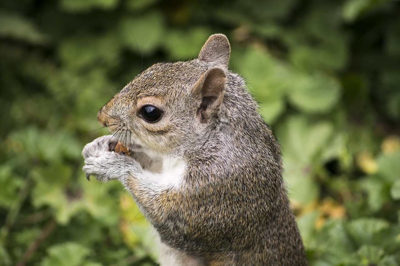 Image - squirrel rodent animal nature