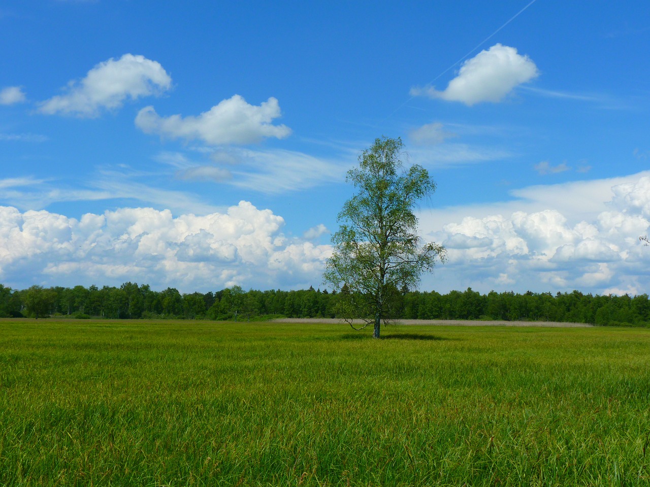 Image - tree landscape meadow sky clouds