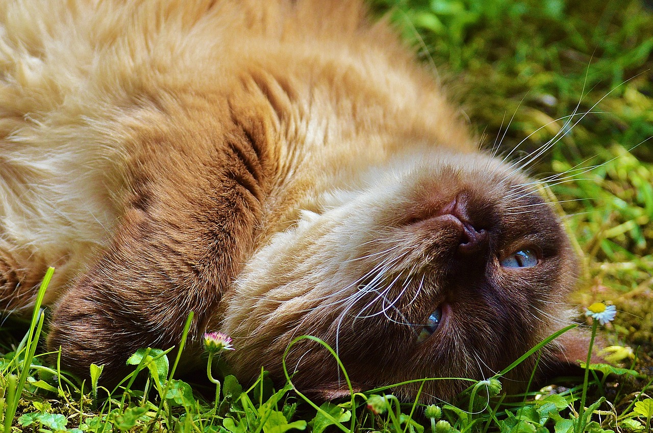 Image - cat british shorthair fur brown