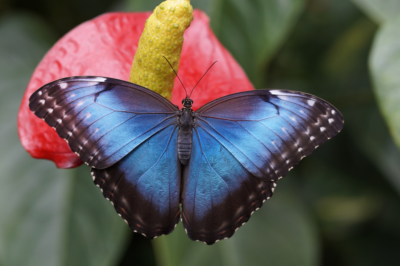 Image - blue morpho butterfly rainforest
