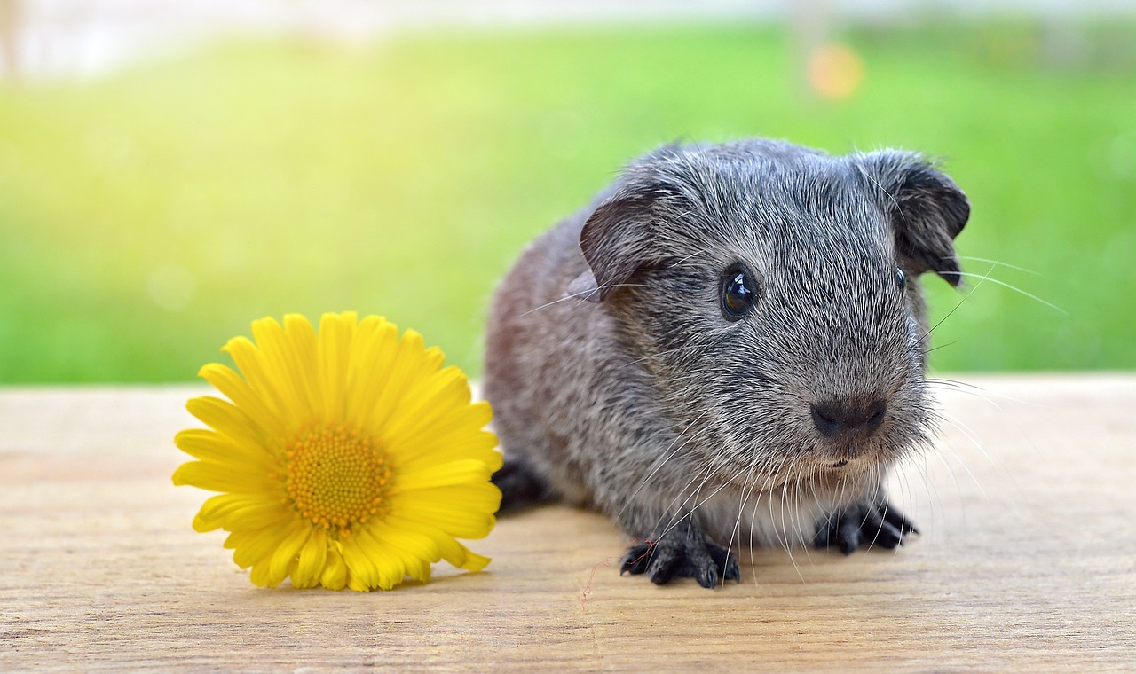 Image - guinea pig smooth hair silver