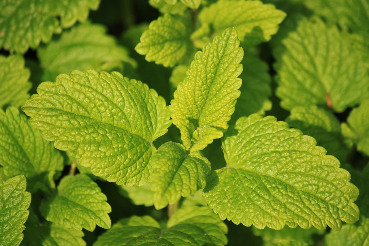 Image - lemon balm herbs herb garden