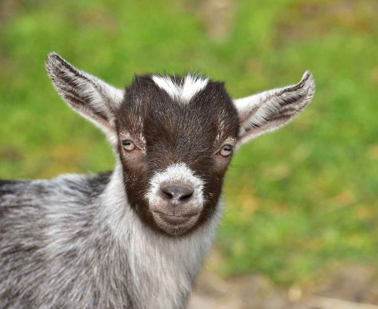 Image - goat goats kid cute