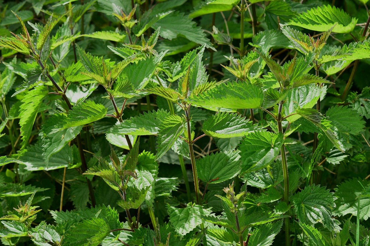 Image - stinging nettle urtica urticaceae