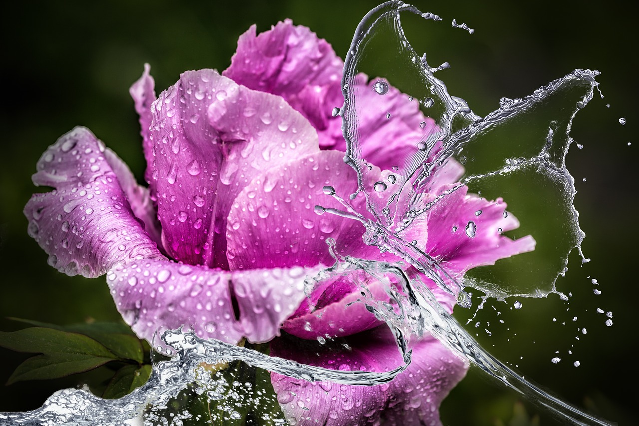 Image - peony flower blossom bloom water