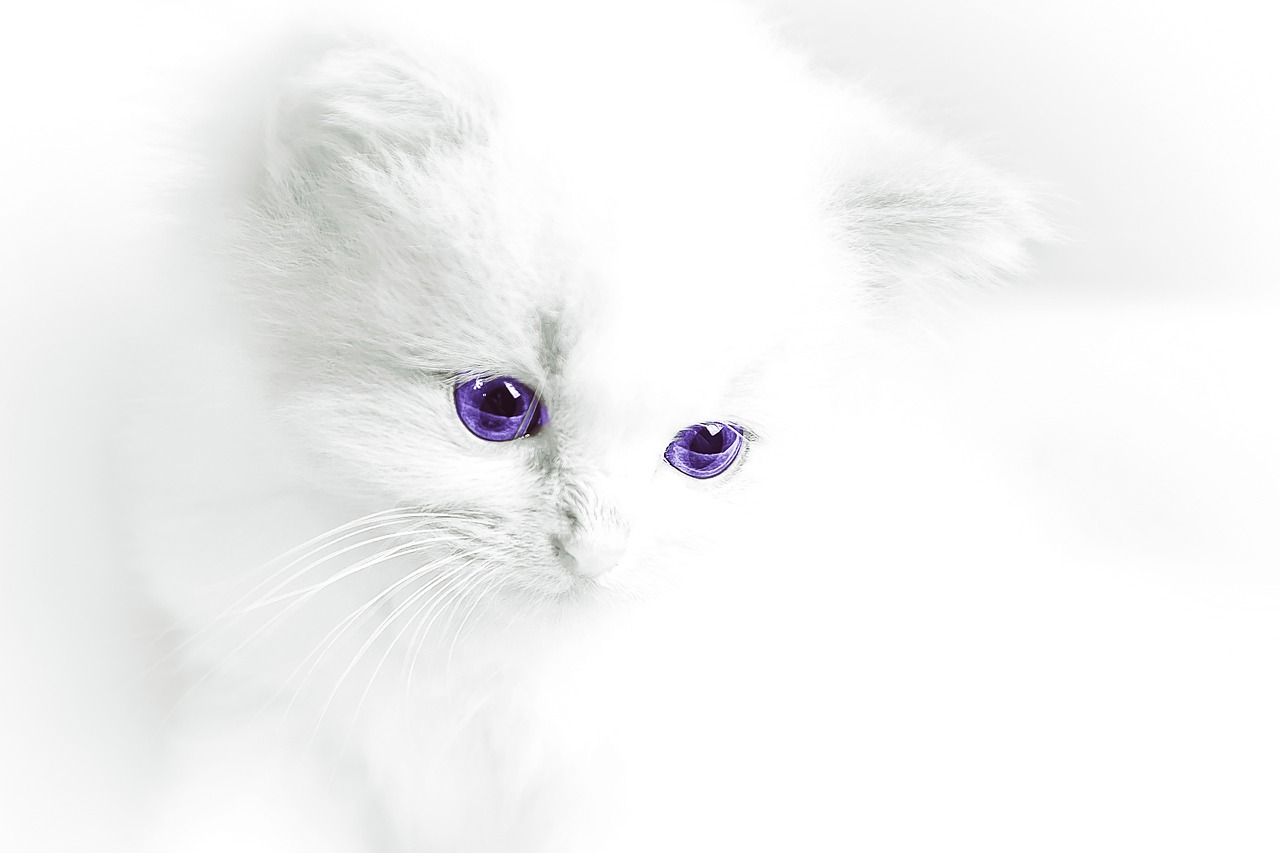 Image - cat baby cat white domestic cat