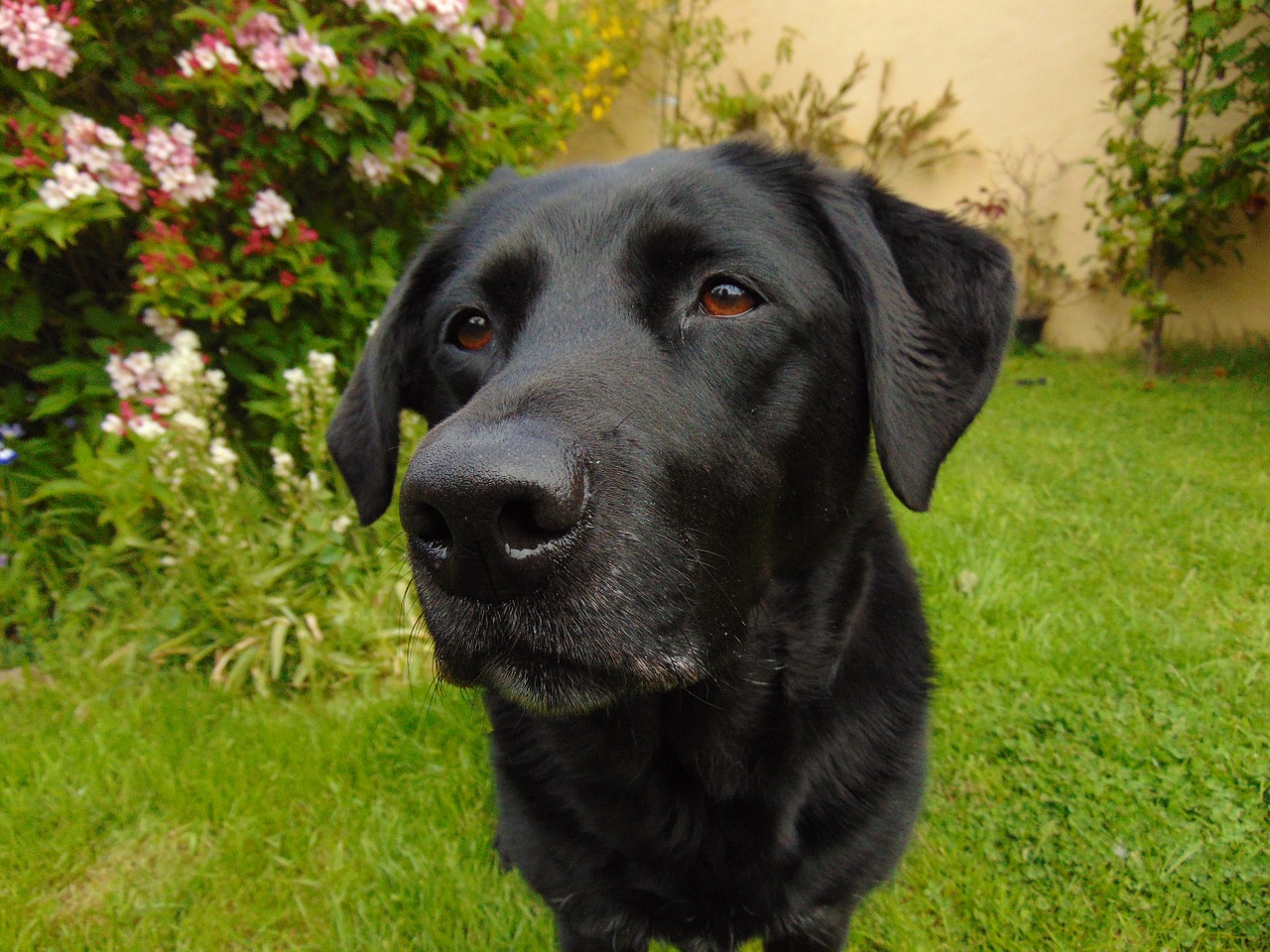Image - labrador retriever lab black dog