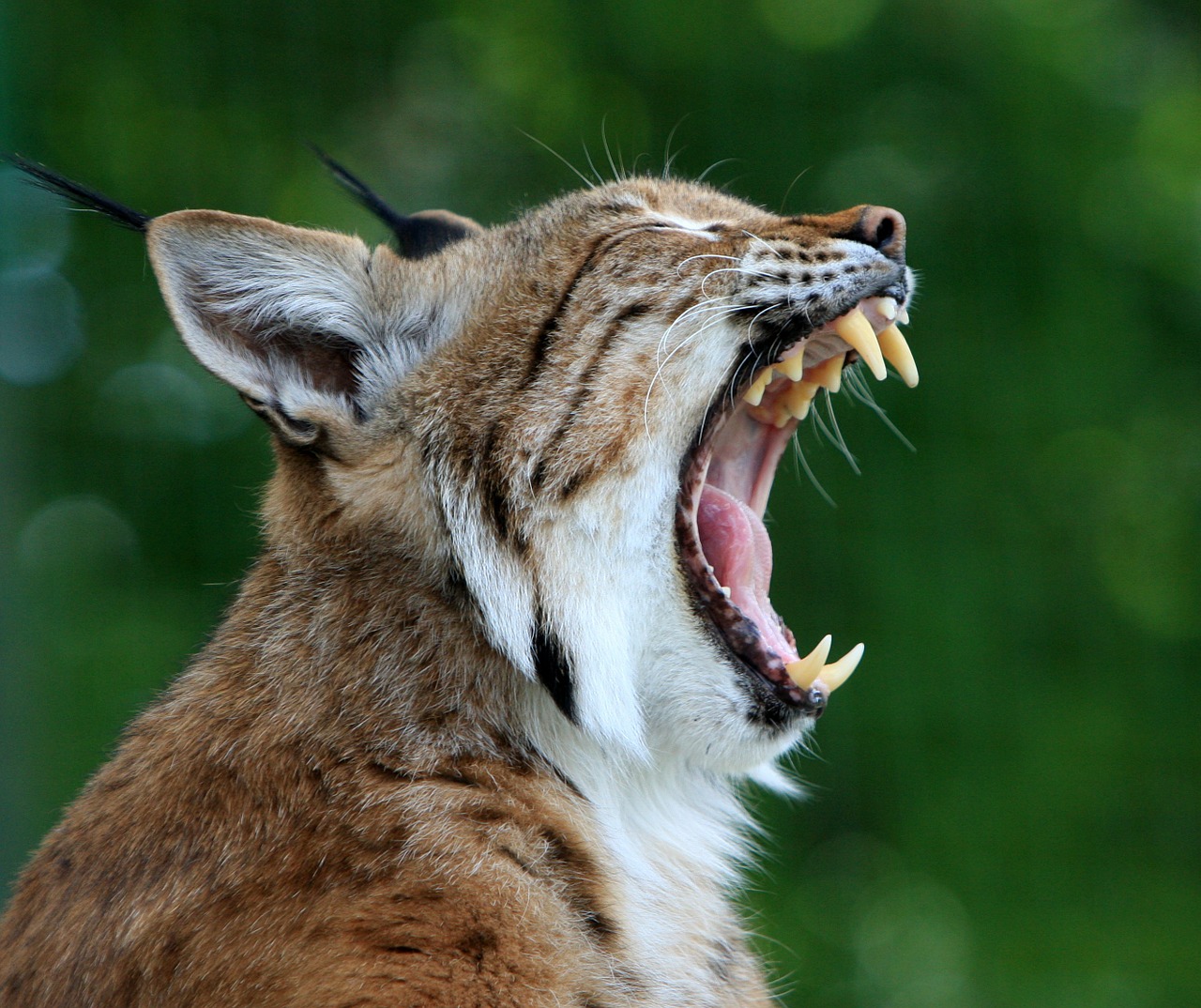 Image - bobcat lynx wildcat animal mammal