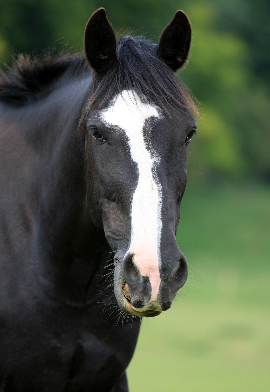 Image - horse horse head portrait animal