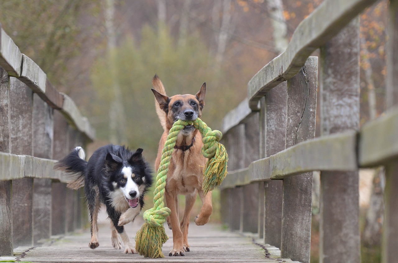 Image - malinois and border collie