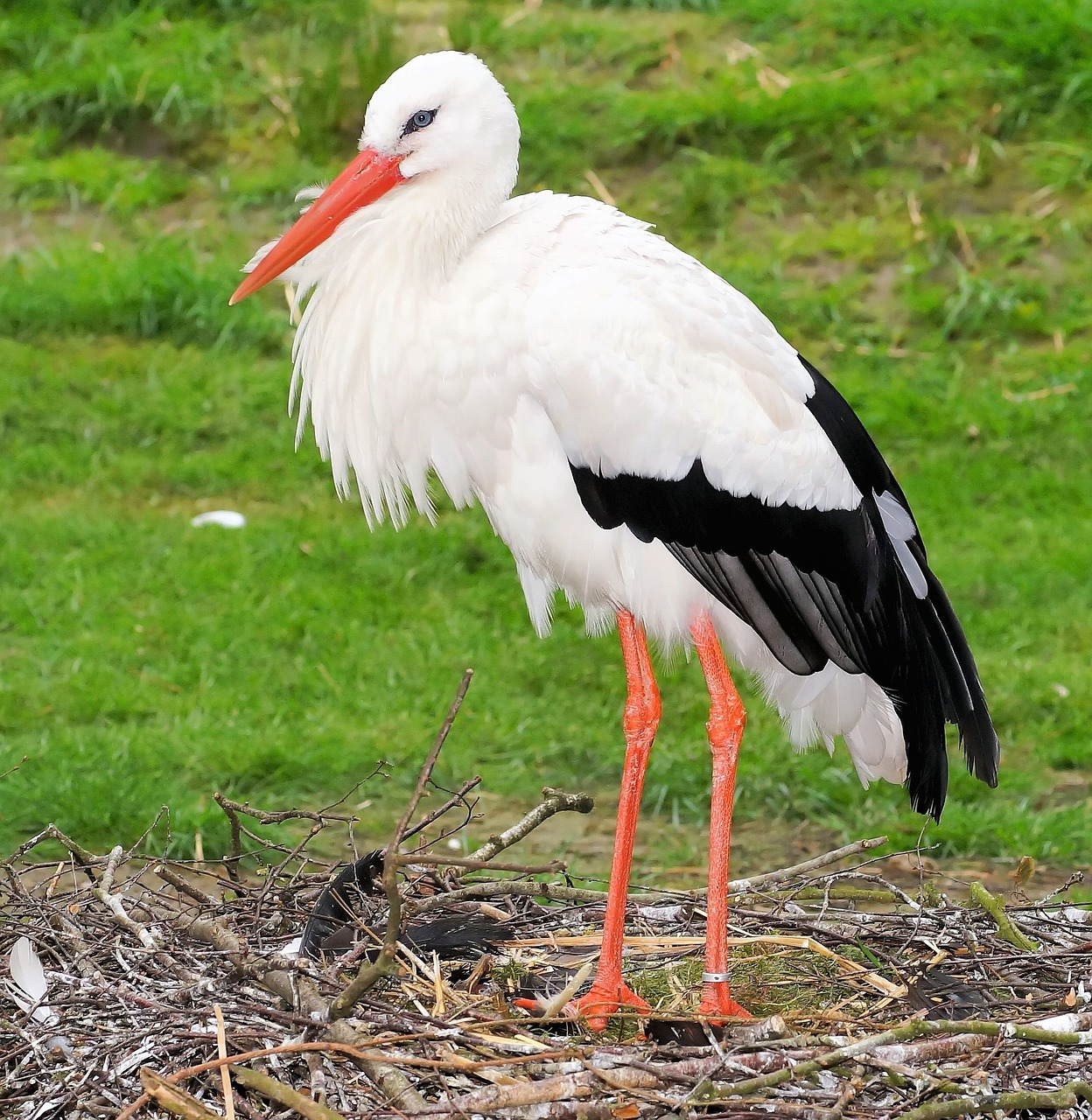 Image - stork bird plumage animal