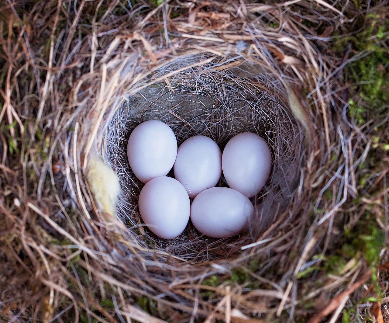 Image - bird s nest nest bird eggs nature