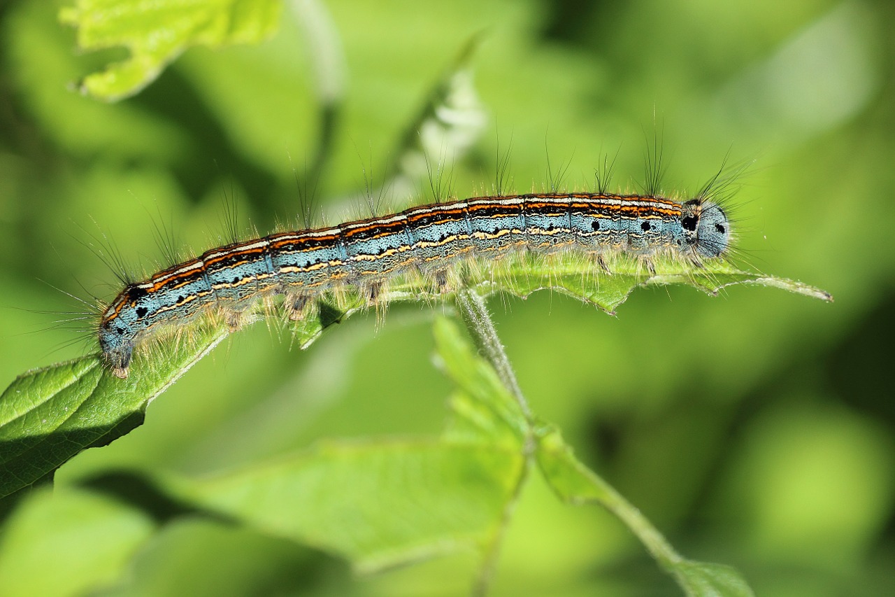 Image - ringelspinner caterpillar insect