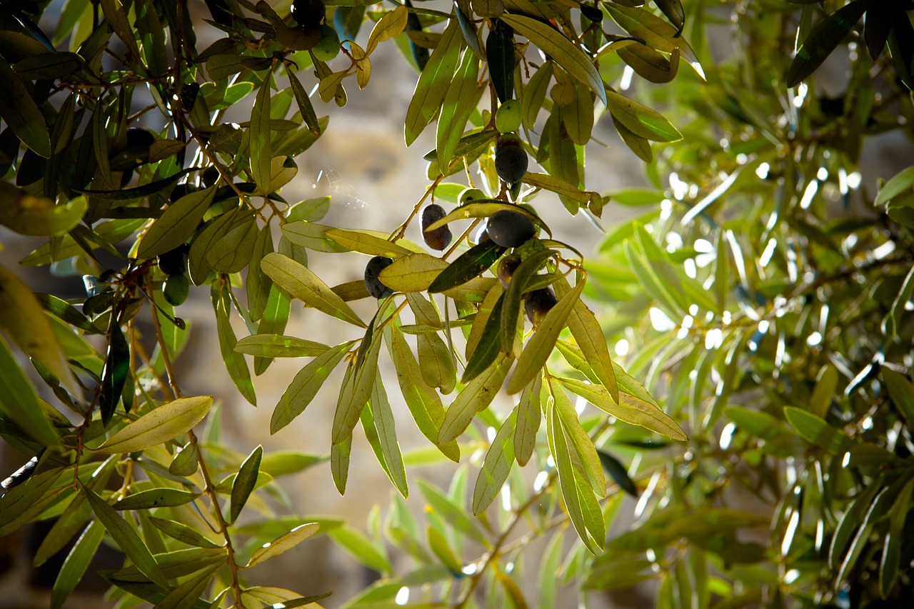 Image - olives tree olive tree green