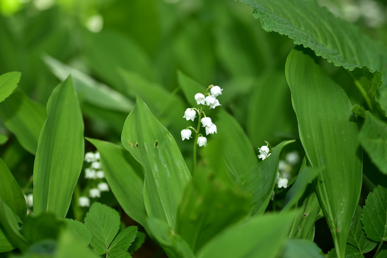 Image - lily of the valley blossom bloom