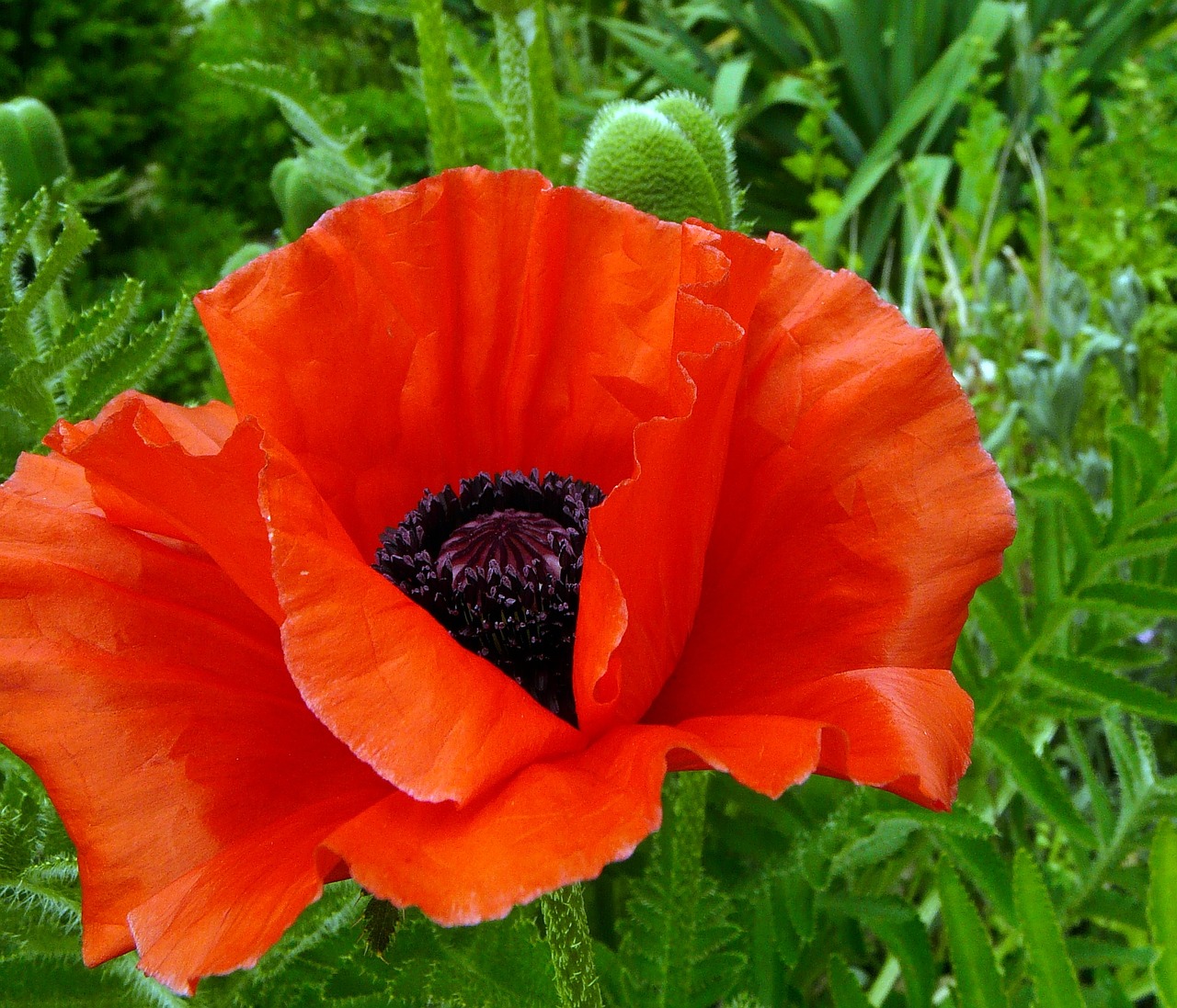 Image - poppy flower blossom bloom red