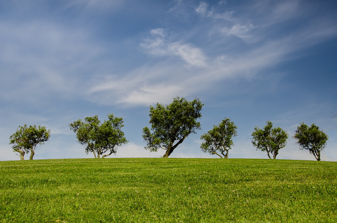 Image - trees hill green blue nature park