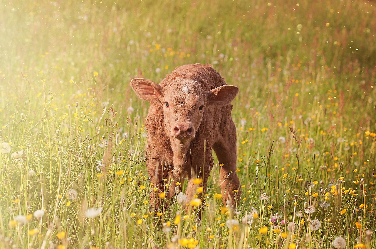 Image - calf young animal beef livestock