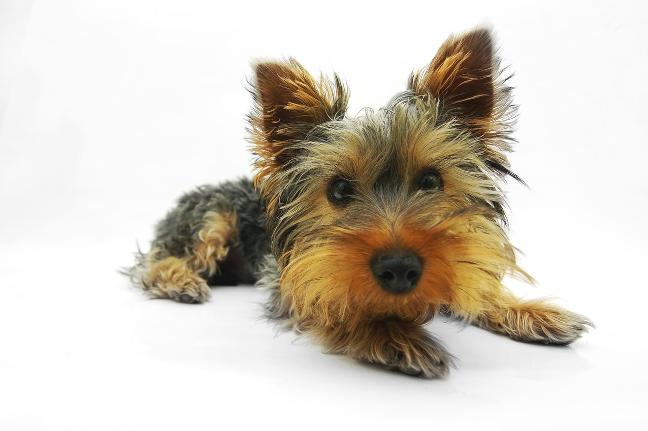 Image - yorkshire terrier dog terrier pet