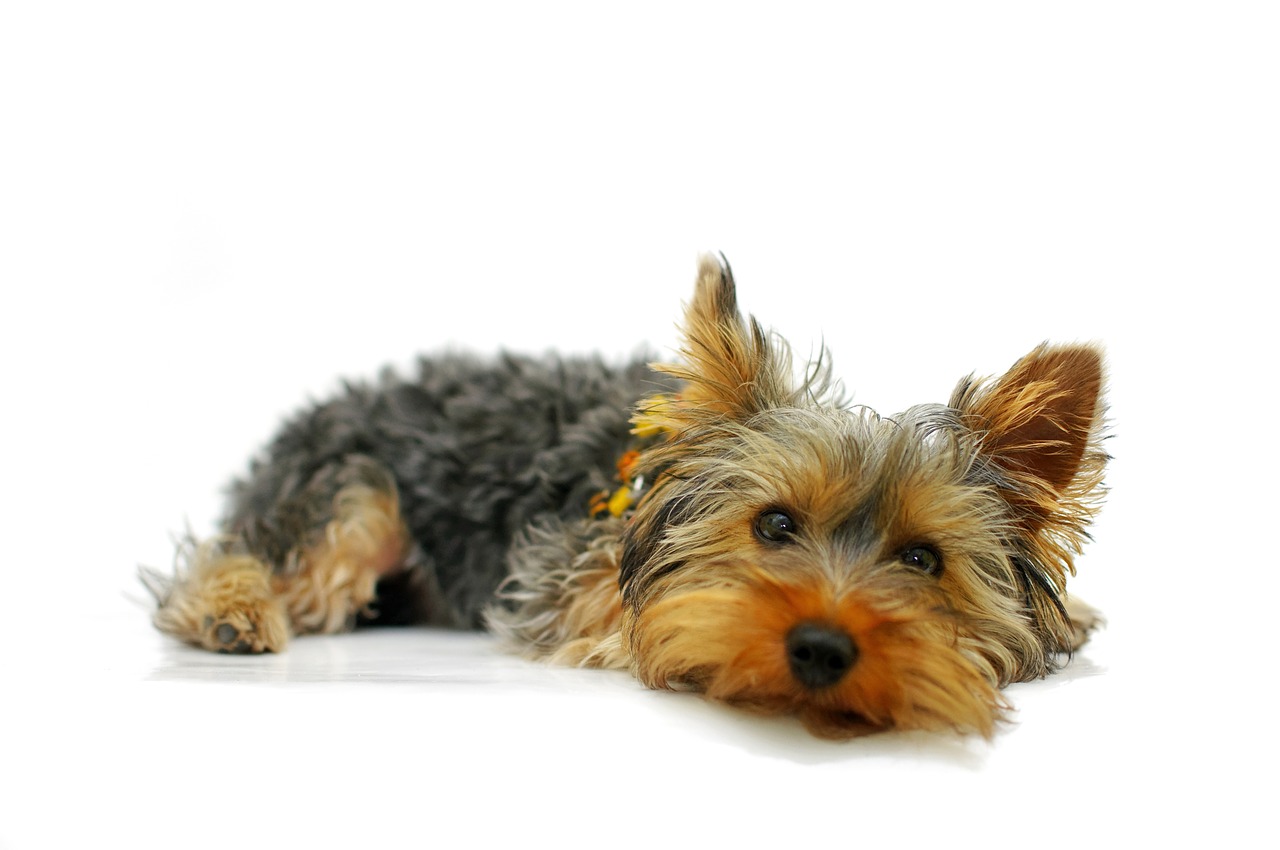 Image - yorkshire terrier york dog pet