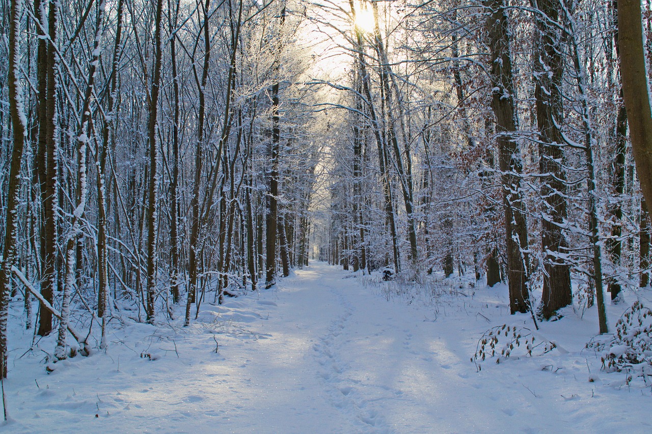 Image - forest snow winter away