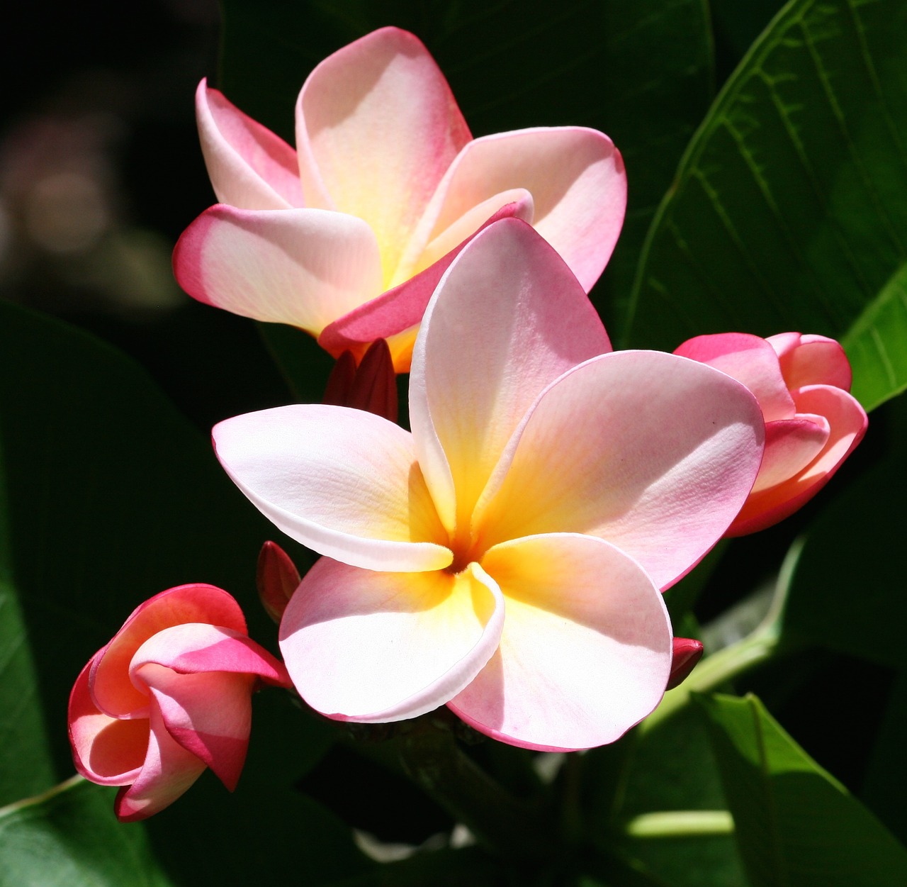 Image - plumeria flowers exotic tropical