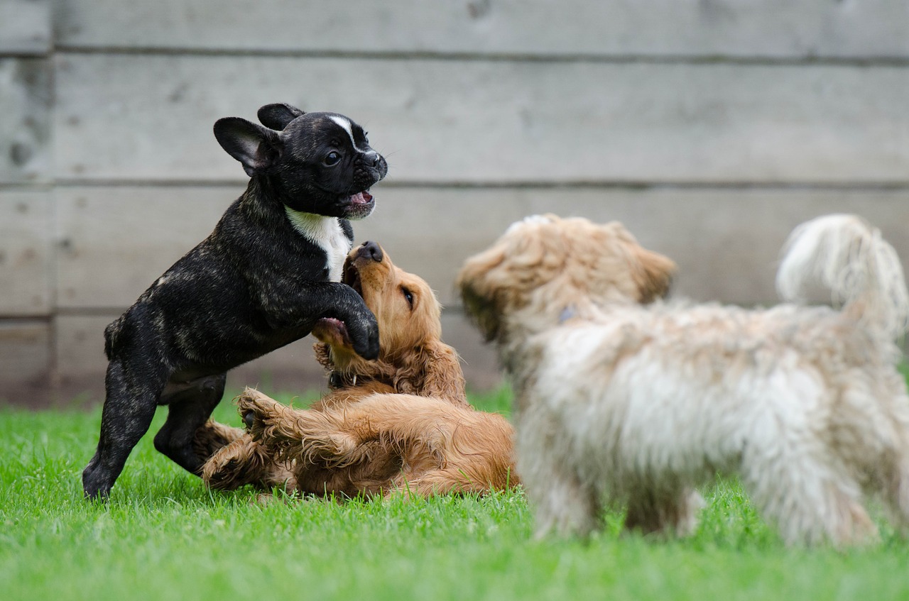 Image - playing puppies young dogs