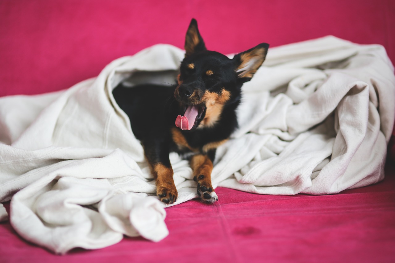 Image - puppy dog pet pets yawn yawning