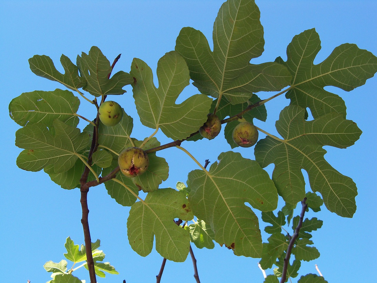 Image - autumn fig fig tree fruit leaves