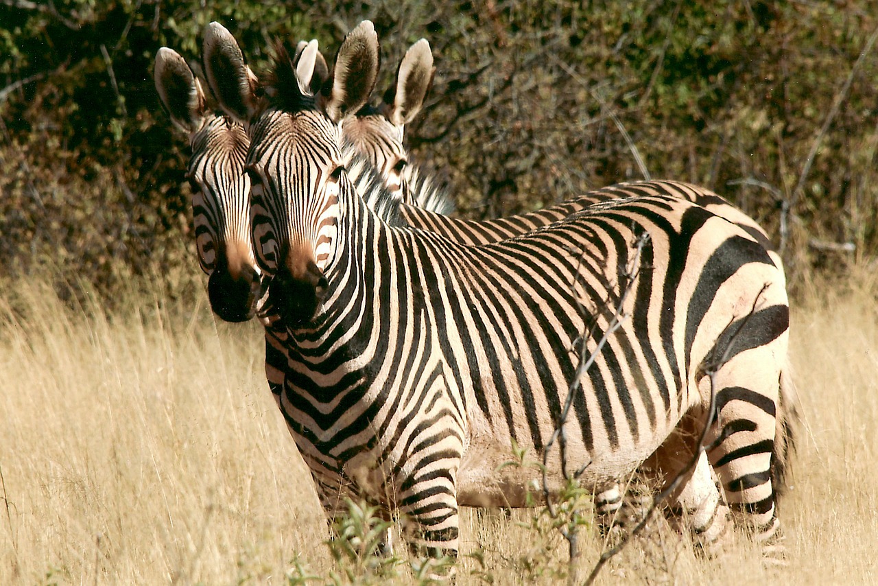 Image - zebra wild animal namibia africa