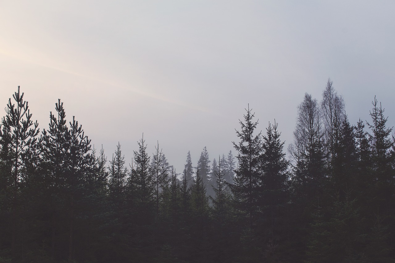 Image - forest gloomy dark silhouettes