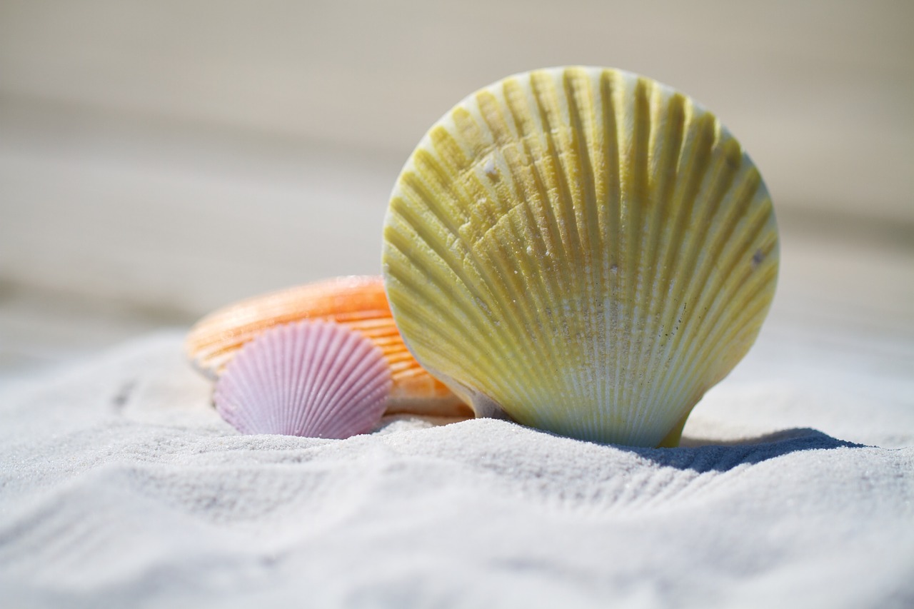 Image - shells massage therapy sand beach