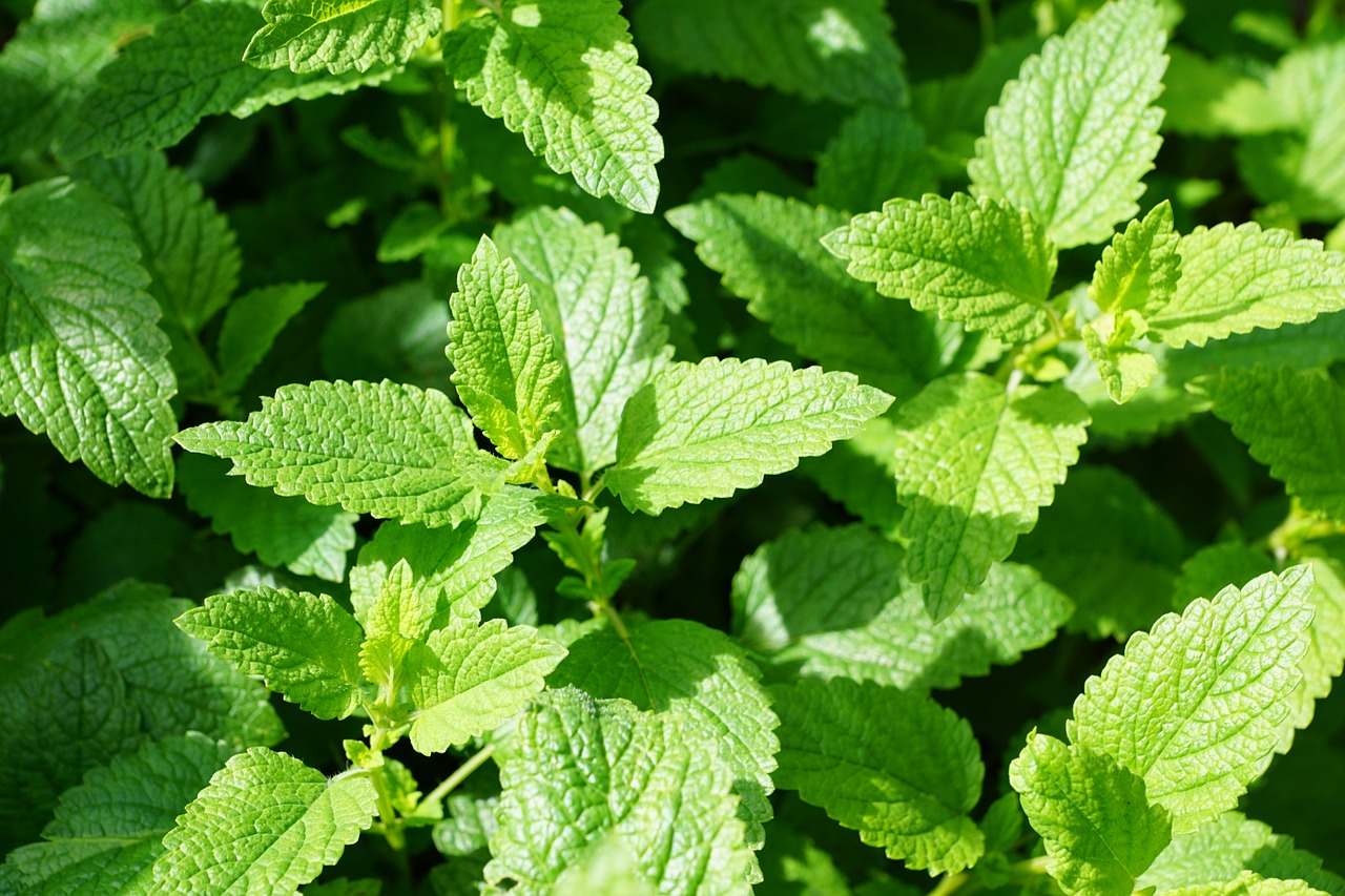 Image - mint green kitchen herb leaves