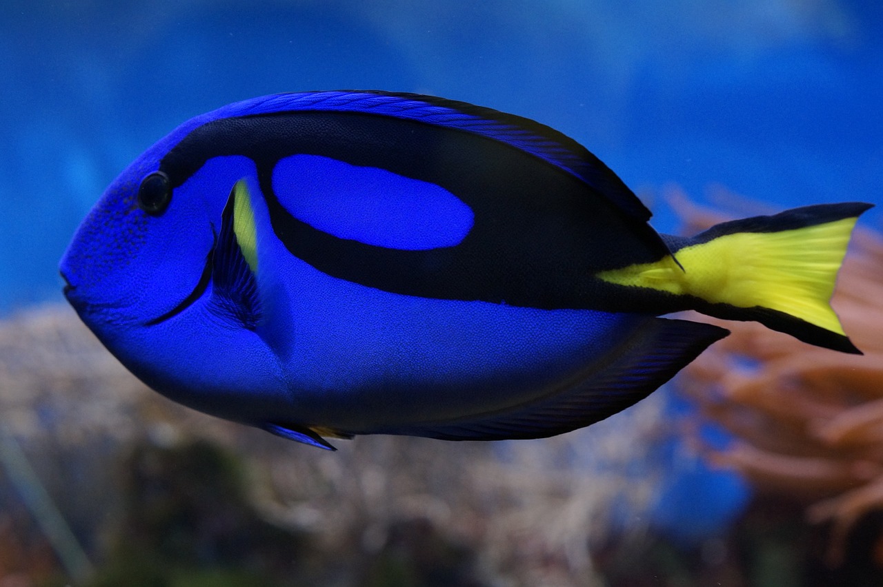 Image - palette surgeonfish