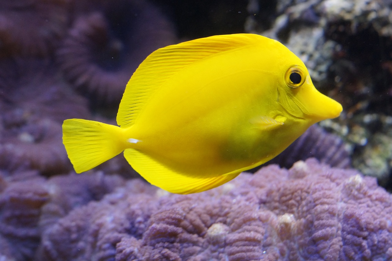 Image - lemon doktorfisch surgeonfish