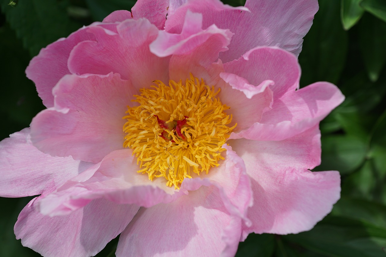 Image - rose flower blossom bloom flora