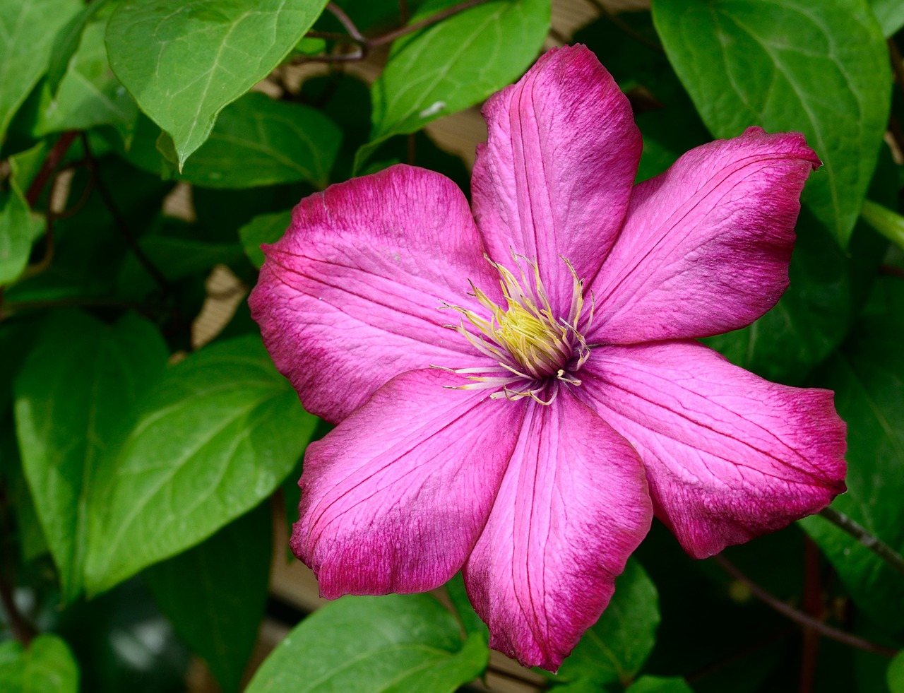 Image - clematis blossom bloom flower