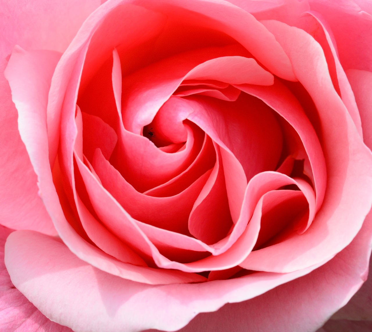 Image - rose pink petals flower rose bloom