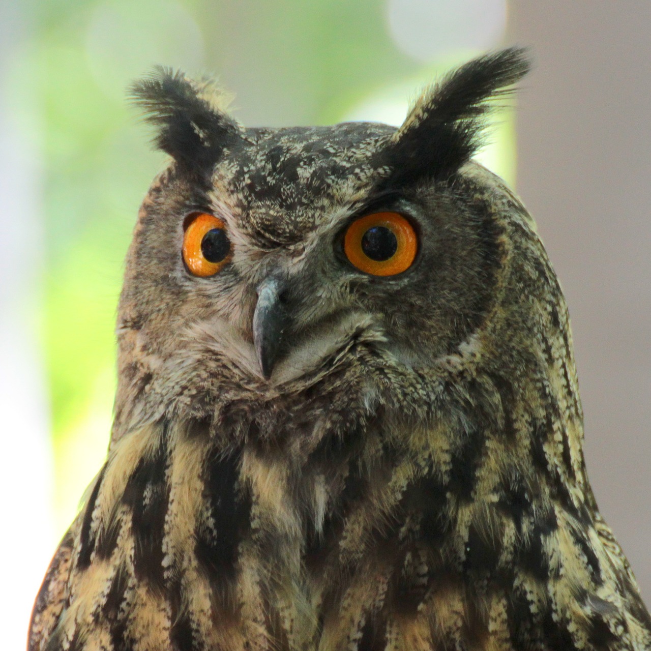 Image - sowa bird nature eyes animals