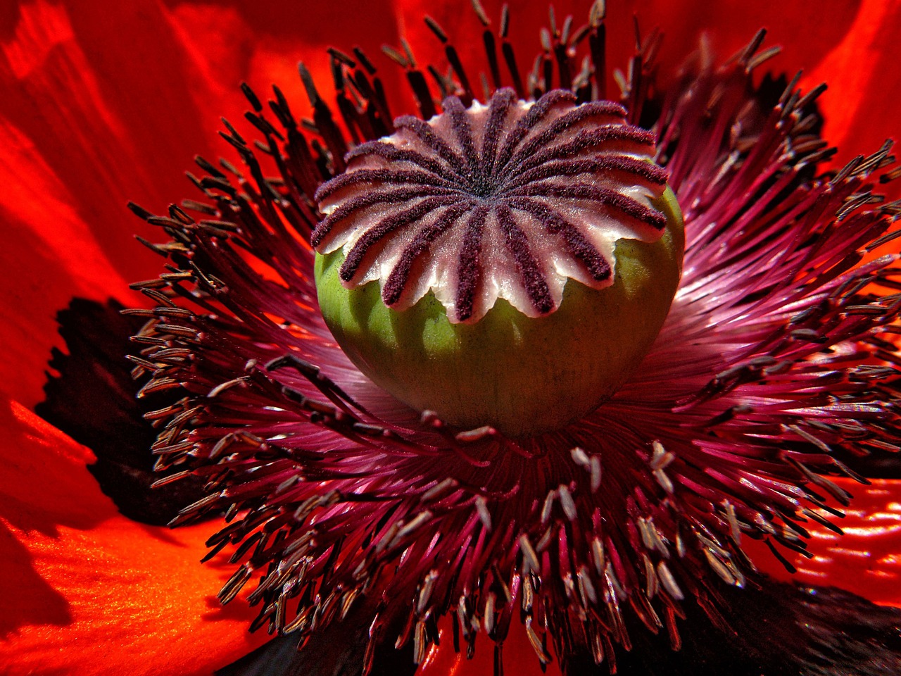 Image - poppy flower red macro blossom