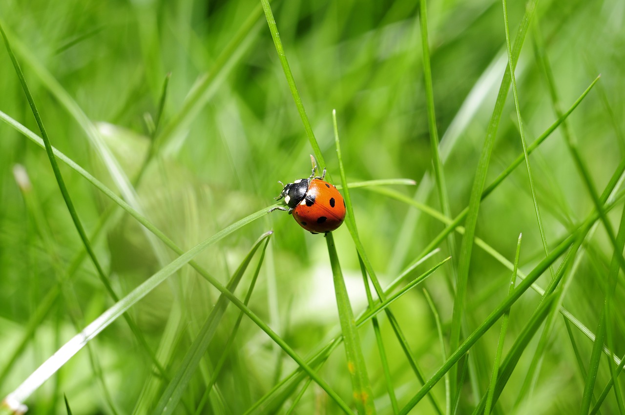 Image - ladybug insect nature