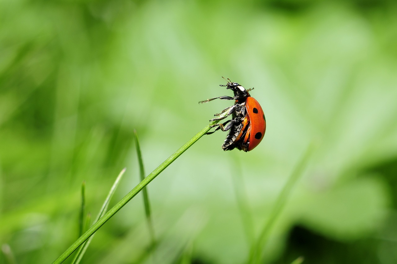 Image - ladybug insect nature meadow