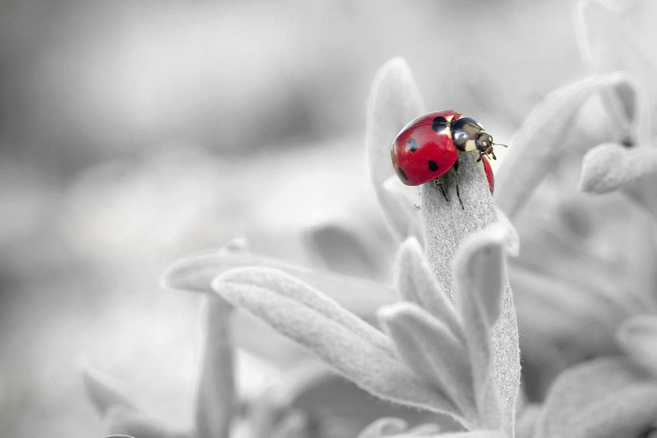 Image - ladybug insect nature